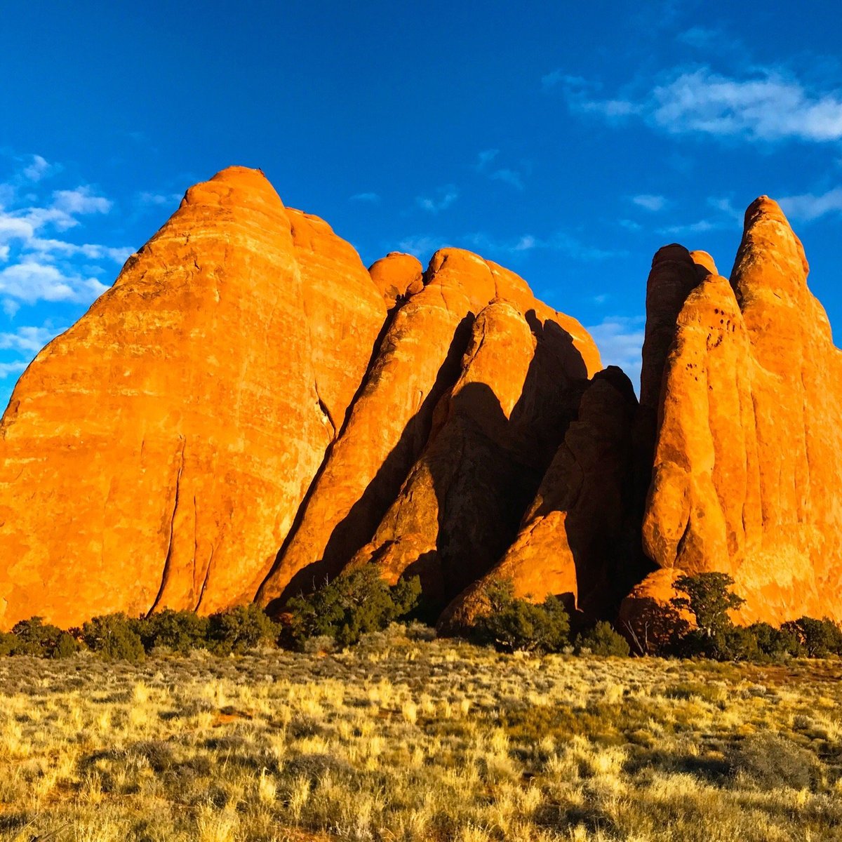 are dogs allowed in arches national parks