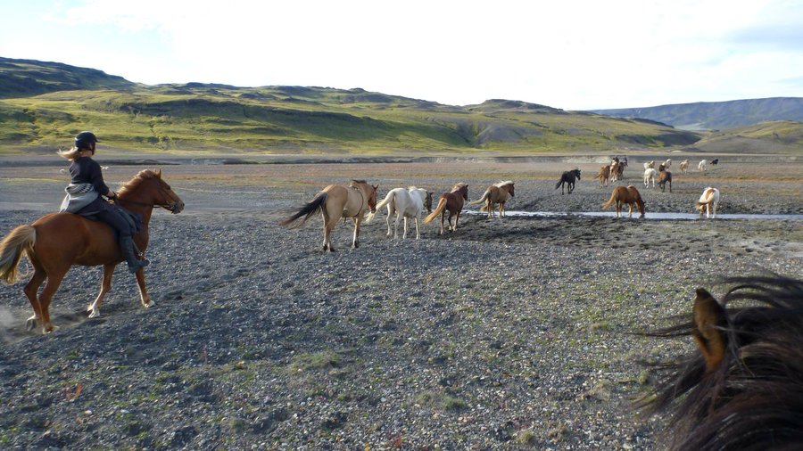 Icelandic horseback riding