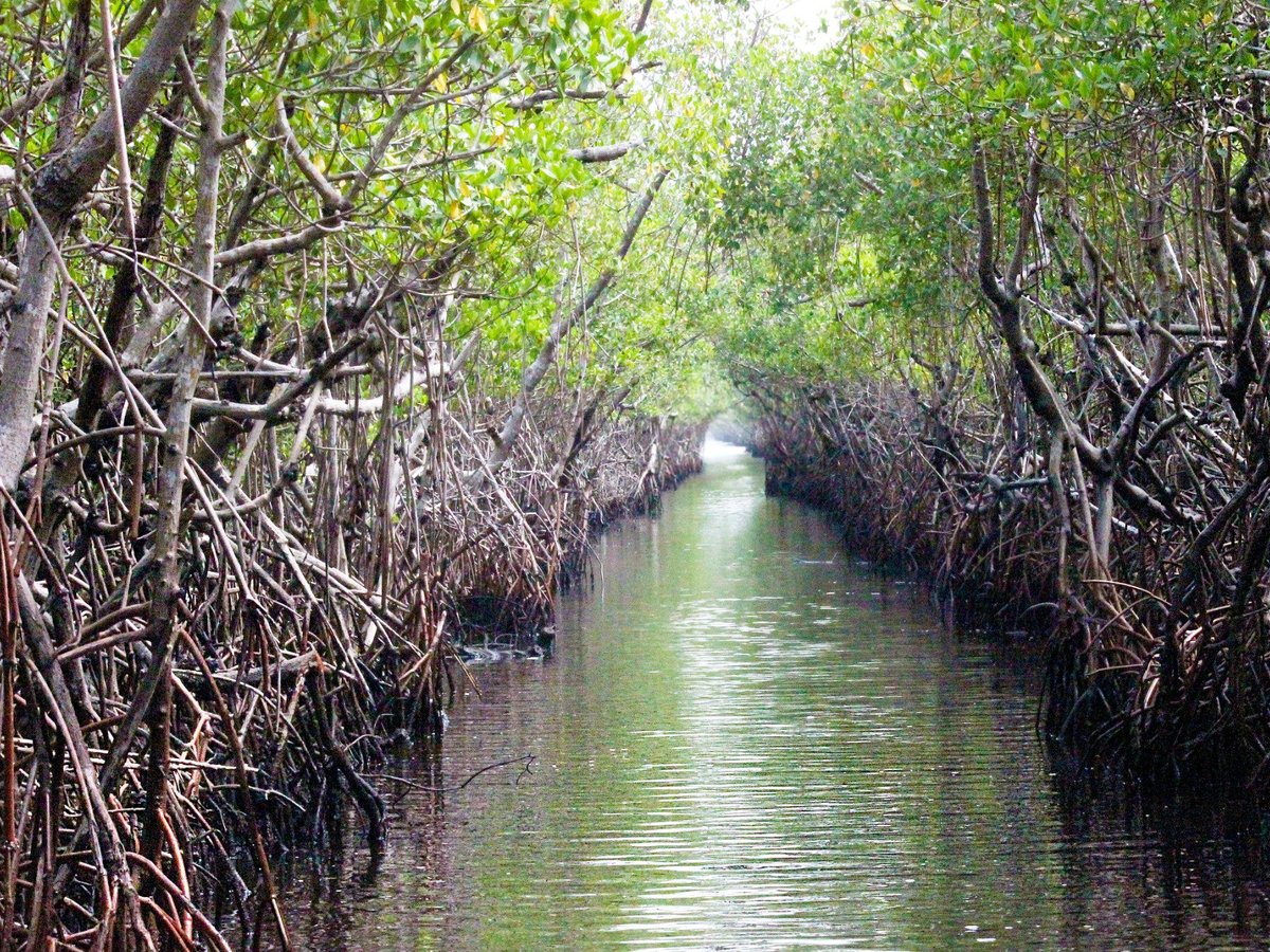 Everglades City Airboat Tours - All You Need to Know BEFORE You Go (2024)