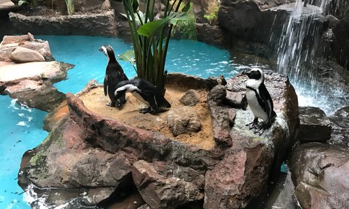 Penguins