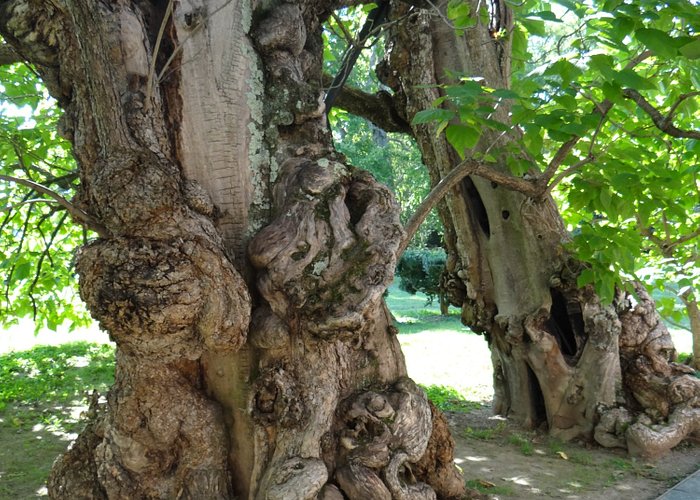 catalpa tree