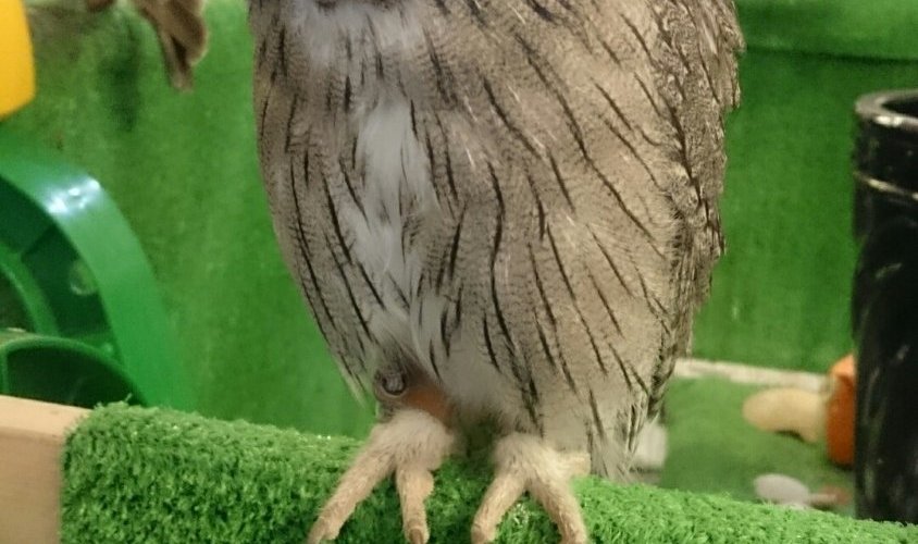 ふくろう