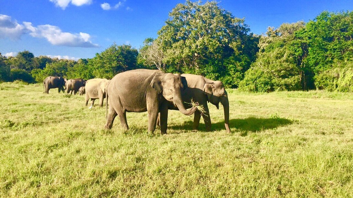 Kaudulla National Park, Хабарана: лучшие советы перед посещением -  Tripadvisor