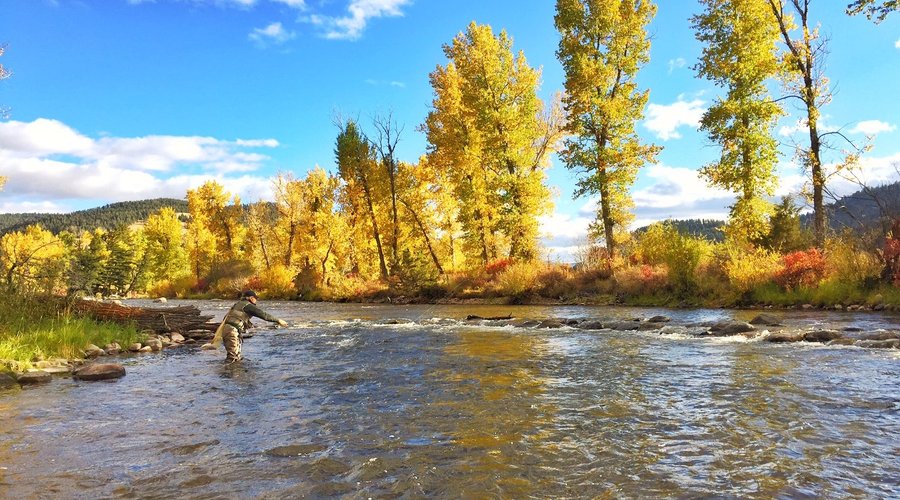 Fly fishing on Rock Creek under the falling leaves. 