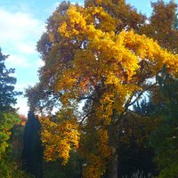 Autumn Gold