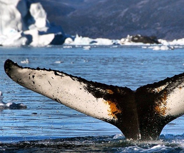 Deep Sea Fishing, Private Charter, Qasigiannguit, Disko Bay