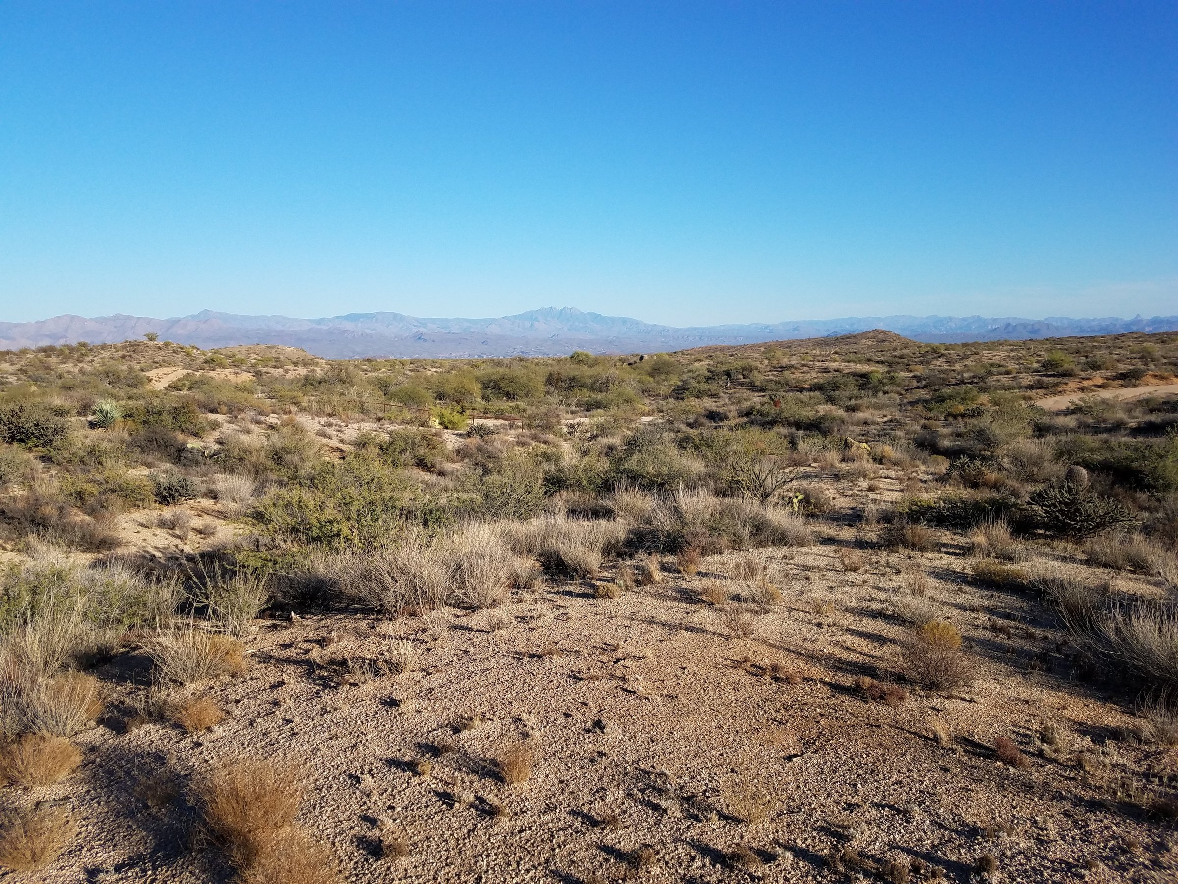 Sonoran Desert Falconry - All You Need To Know Before You Go (2024)