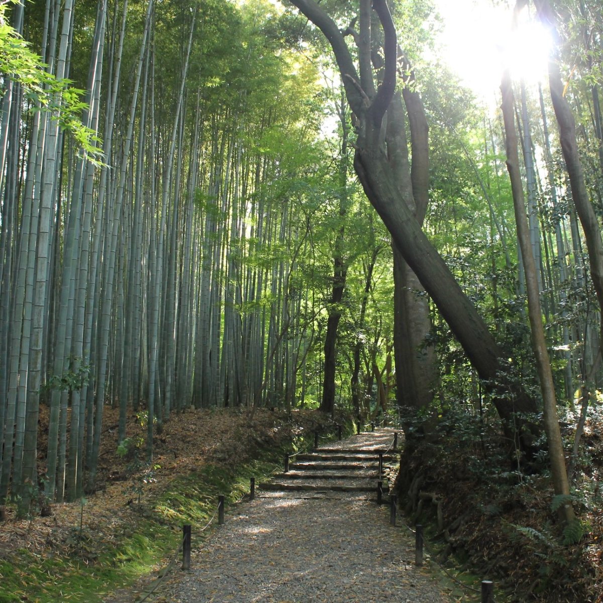 地藏院 京都市 旅游景点点评 Tripadvisor