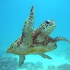 CoralBayEco