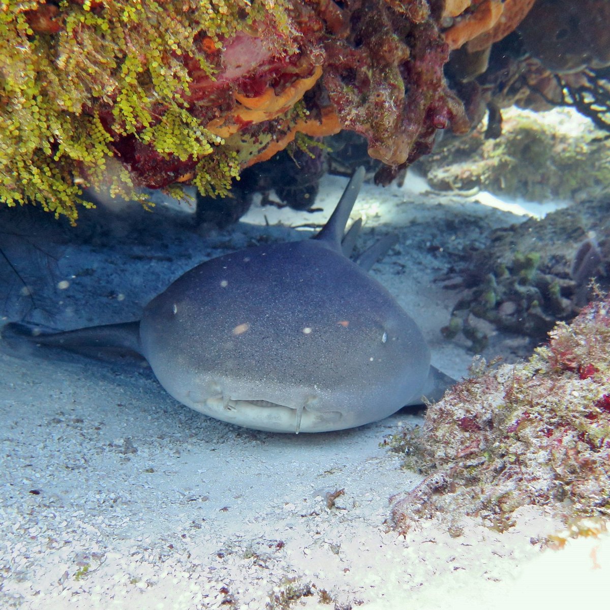 Barrakuda Dive Center Valentin Imperial - All You Need to Know BEFORE ...