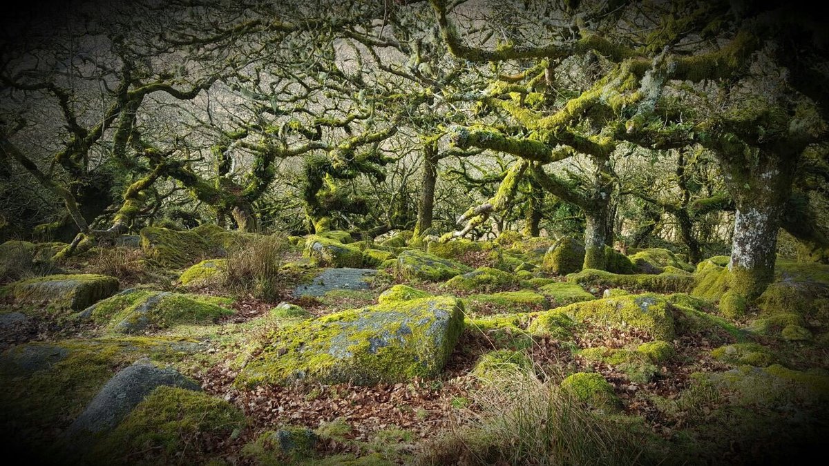 Dartmoor's Pygmy Forest