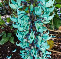Hard to believe these are the natural colors of the blue jade plant