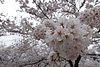 Bao Zhen L