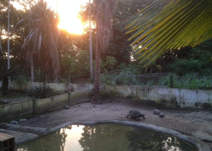 tortugas rescatadas