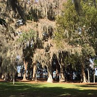 Amazing ancient Cypress trees