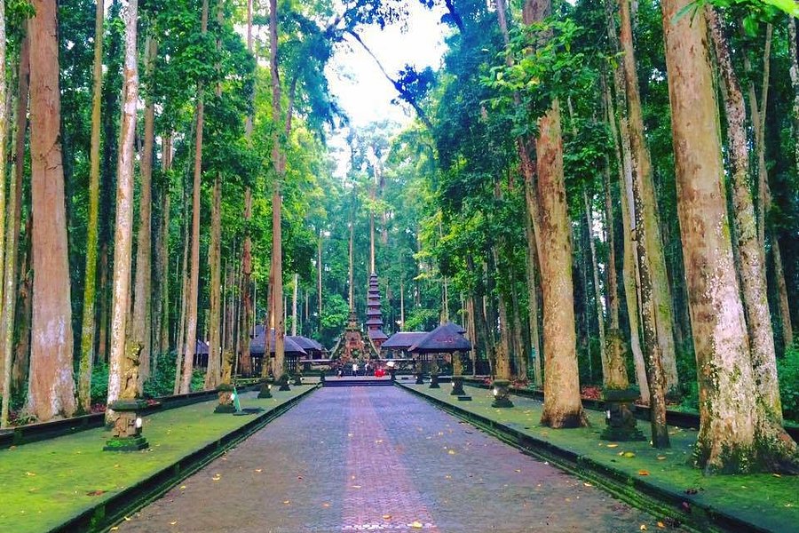 Sangeh Monkey Forest image