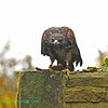 Things To Do in North East Falconry, Restaurants in North East Falconry