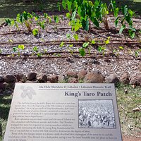 Restored taro patch and its information plaque