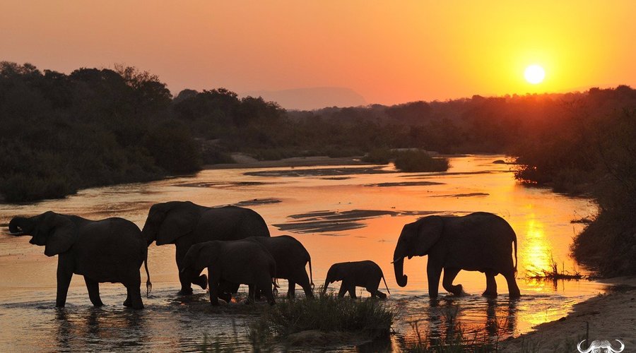 Sensational safaris