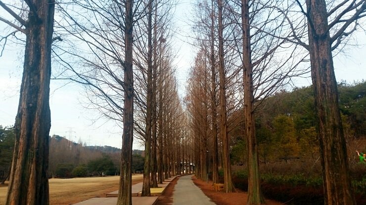 Gyeongsangnamdo Arboretum image