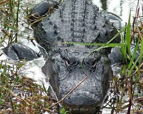 Crocodile vs. Caiman: What's the Difference? - SeaQuest