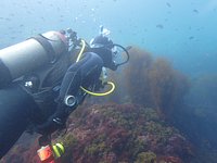 TOP 5 REASONS TO TRY SCUBA DIVING – Malibudivers