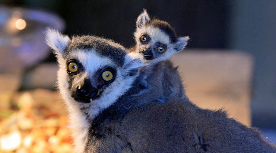 Mother and baby boy