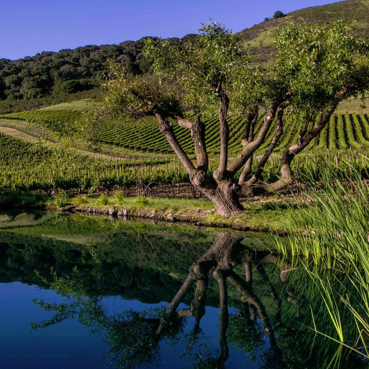 File:Vineyard near Szurdokpuspoki.jpg - Wikipedia