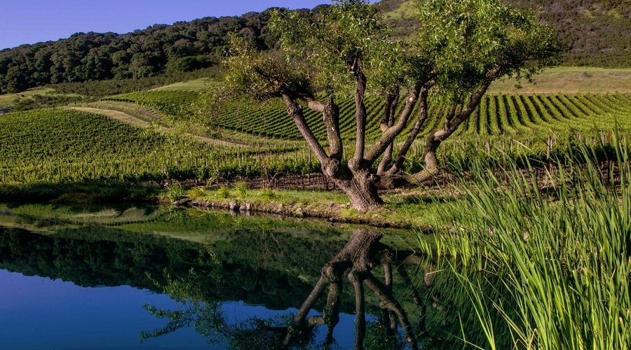 Free self-guided vineyard tours