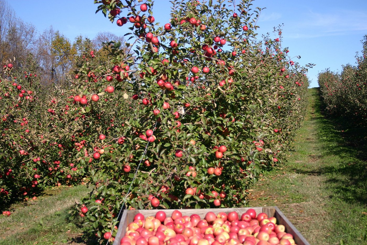 Photo Taken On Our Orchard ?w=1400&h= 1&s=1
