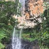 Things To Do in Springbrook National Park Discovery Full-Day Bushwalking Tour, Restaurants in Springbrook National Park Discovery Full-Day Bushwalking Tour