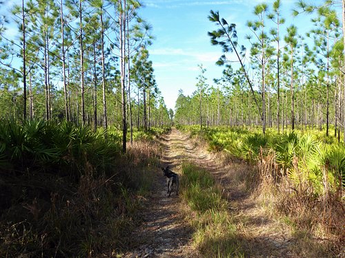 are dogs allowed in florida state forests