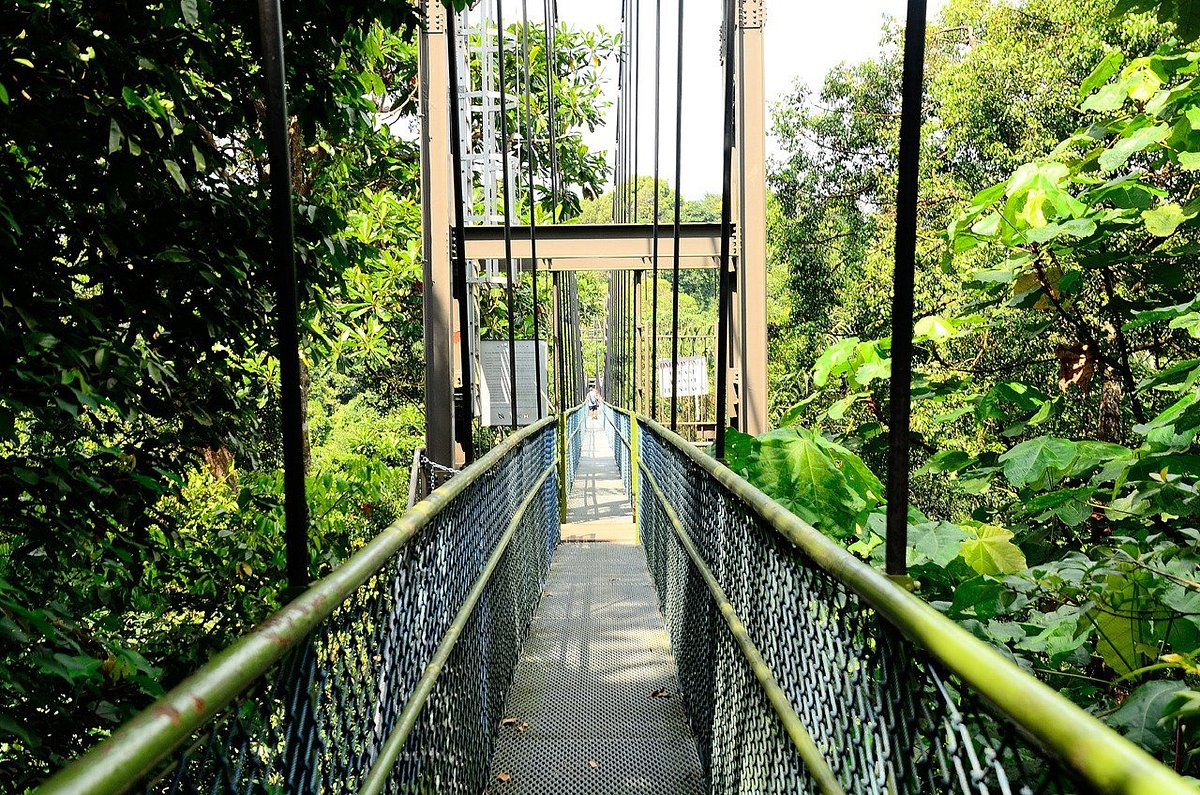 MacRitchie Nature Trail, Сингапур: лучшие советы перед посещением -  Tripadvisor