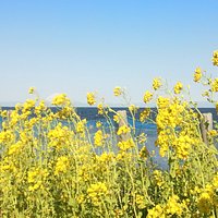 黄色い菜の花がいっぱい