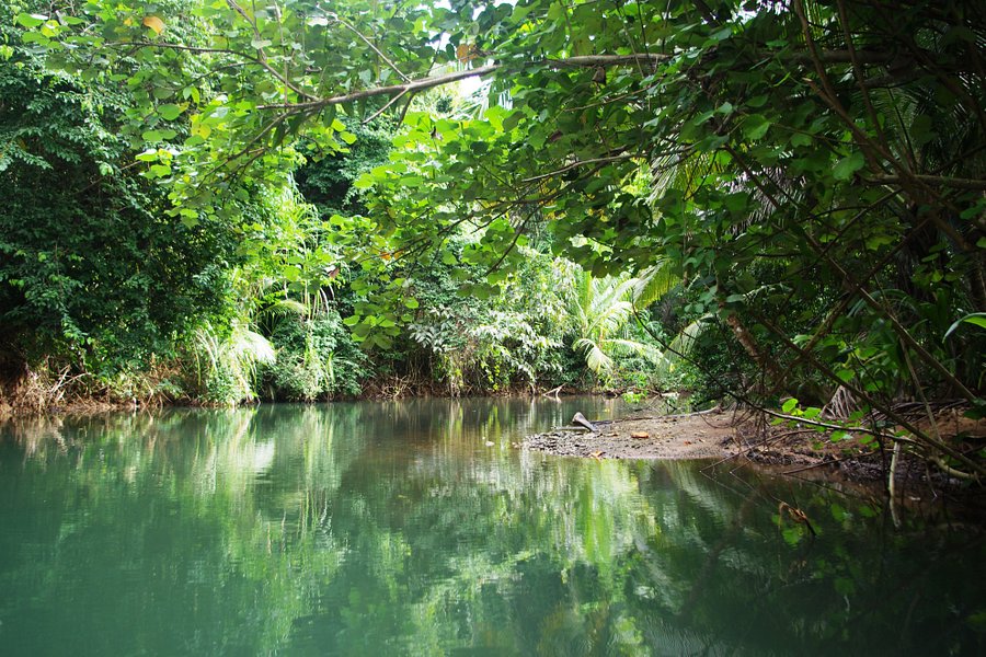 indian river tour dominica