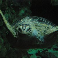 Acquario di Livorno