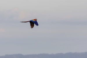 Viajero