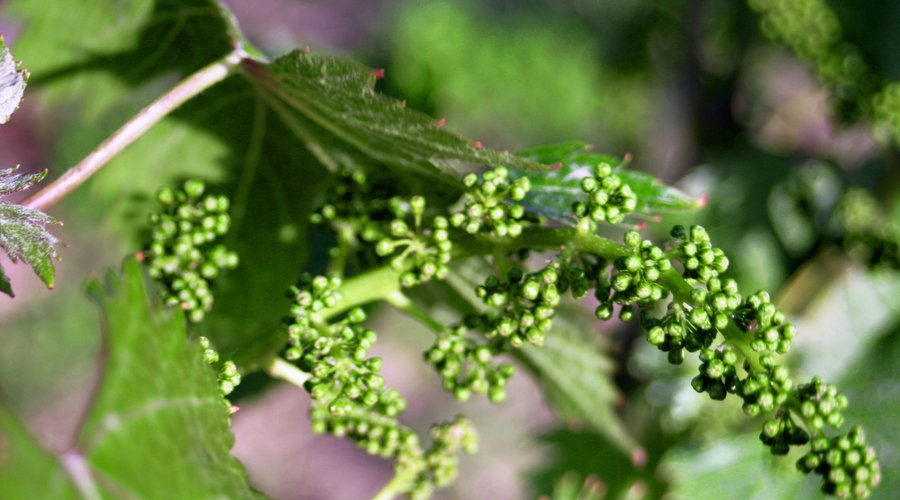 Grappolo di Dolcetto