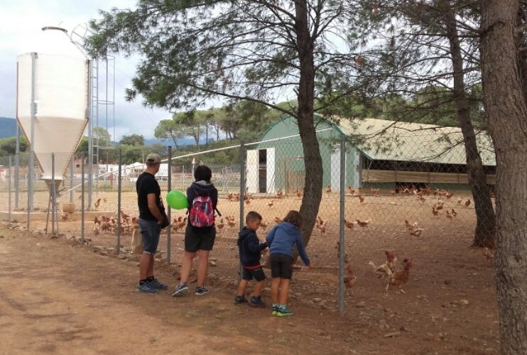 Visita al gallinero