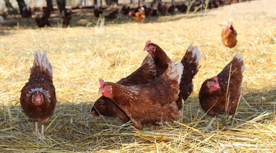 Gallinas ecológicas