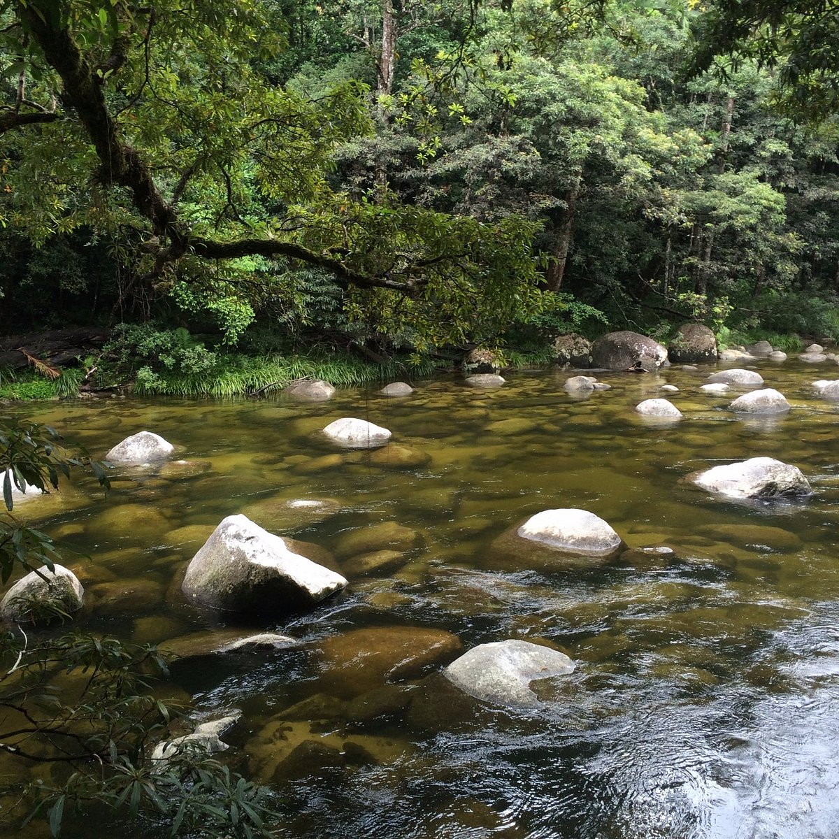 Daintree National Park Australia