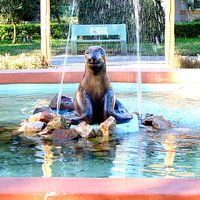 Foca Maroca