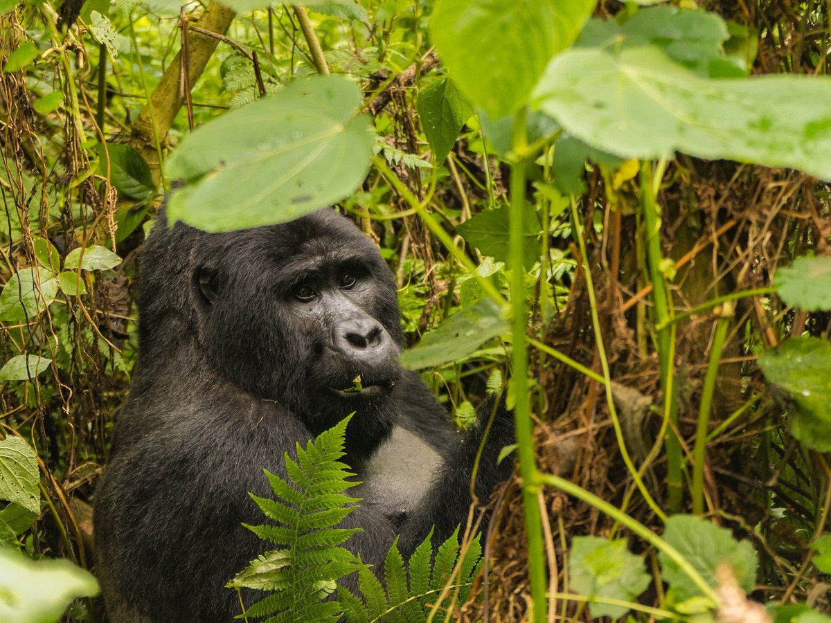 Engagi Safaris - Day Tours (Kabale) - All You Need to Know BEFORE You Go