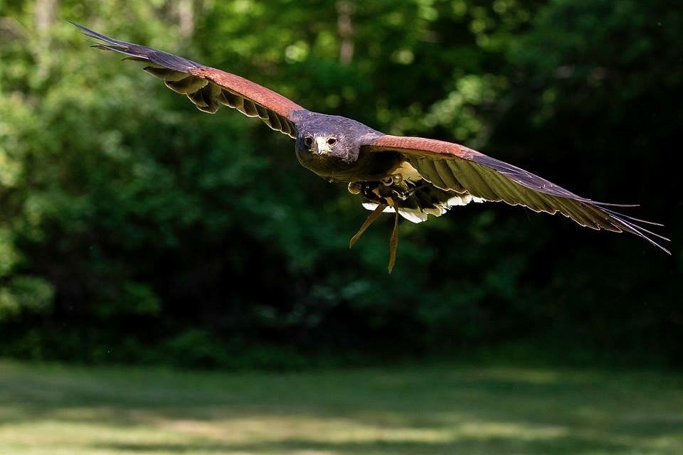 Birds of prey to fly into Discovery Green