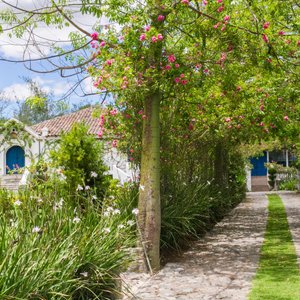 Un despertar hermoso con la vista de nuestros espectaculares jardines en el ingreso principal.