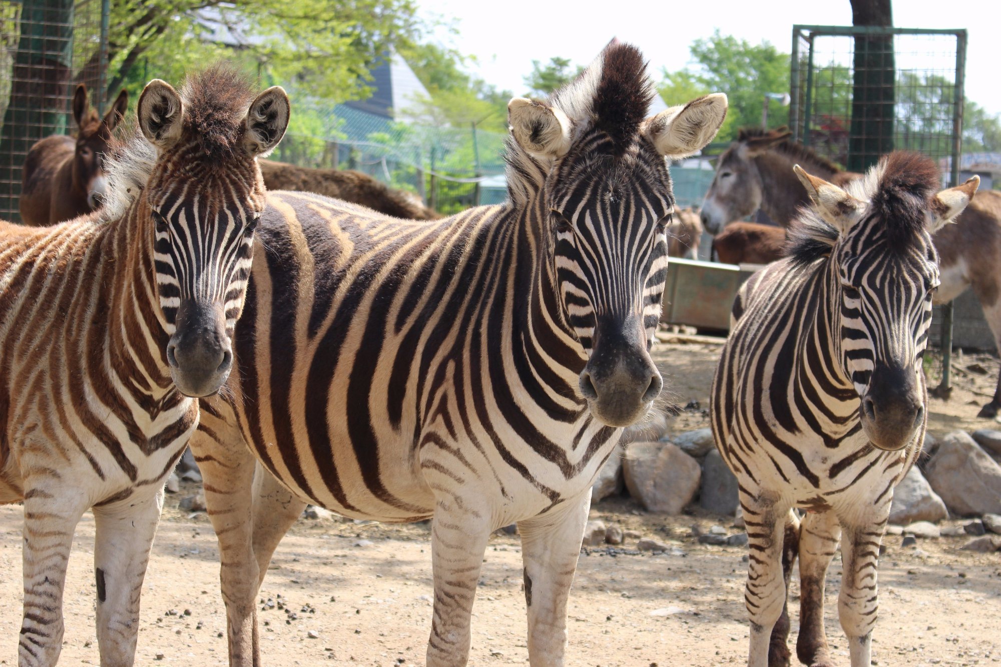 2024年 栃木県の自然・野生動物生息エリア: 栃木県の 10 件の自然・野生動物生息エリアをチェックする - トリップアドバイザー