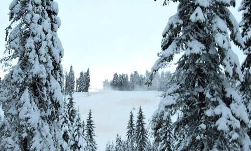 Forest at Tahko