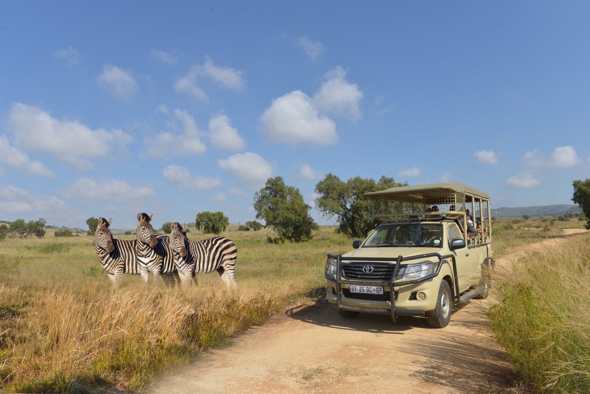 Lion and Safari Park, Бредерстроом: лучшие советы перед посещением -  Tripadvisor