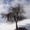 Lipotes_V
