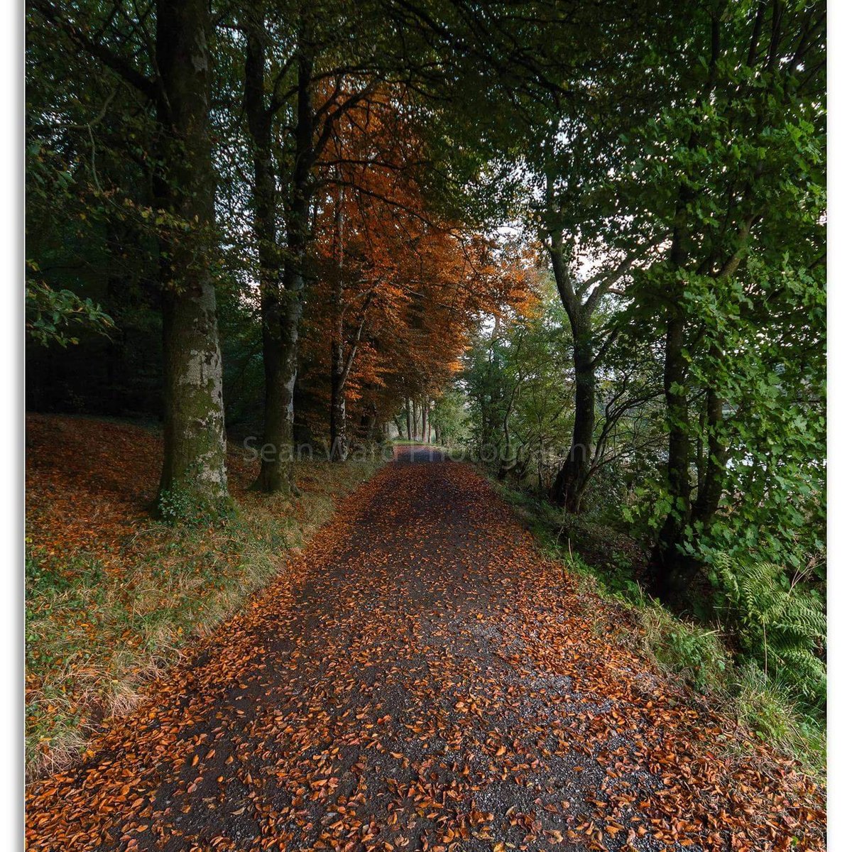 Bailieborough Castle Forest Walk - All You Need to Know BEFORE You Go ...